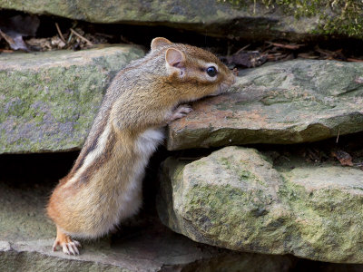Chipmunk