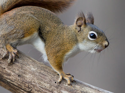 Red Squirrel