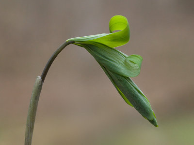 Hairy Solomon's Seal