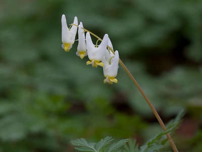 Dutchmans Breeches