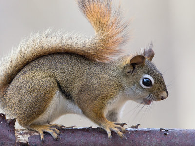 Red Squirrel