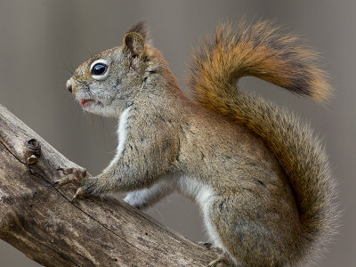 Red Squirrel