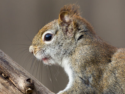 Red Squirrel