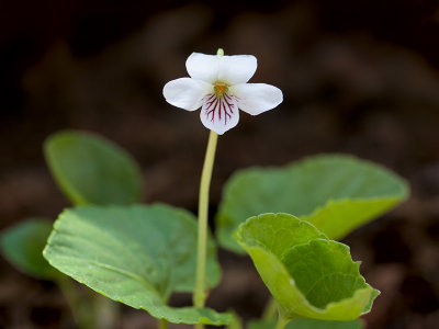 Sweet White Violet