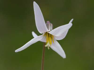 White Dogtooth Violet