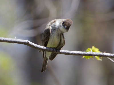 Eastern Phoebe Gettin' Funky