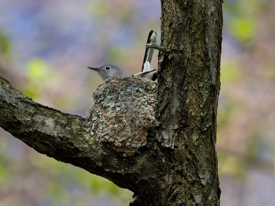 Blue-gray Gnatcatcher