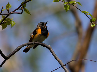 American Redstart