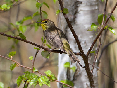 Palm Warbler