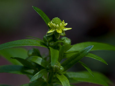 Kidneyleaf Buttercup