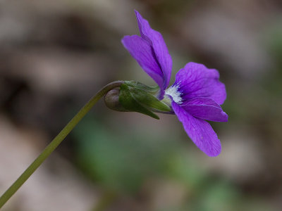 Common Blue Violet