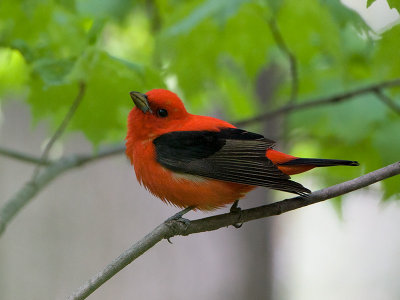 Scarlett Tanager