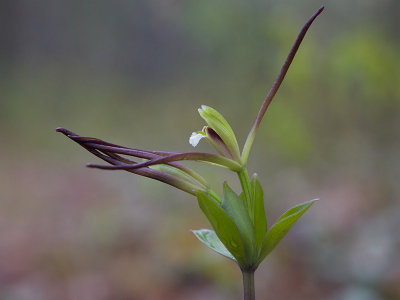 Large Whorled Pogonia Orchid