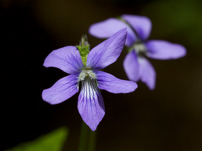 Marsh Blue Violet