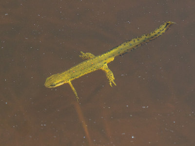 Eastern (Red-spotted) Newt