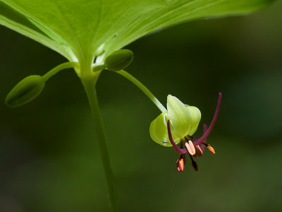 Indian Cucumber Root