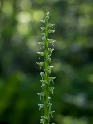 Huron Green Orchid