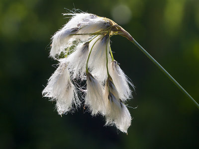 Thin-leaved Cotton Grass