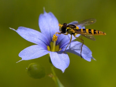 Hover Fly on Stout Blue-eyed Grass