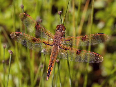 Painted Skimmer Dragonfly