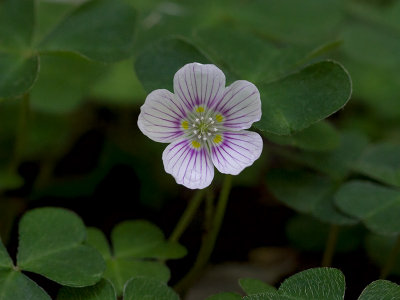 Common Wood Sorrel