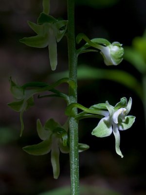 Pad-leaved Orchid