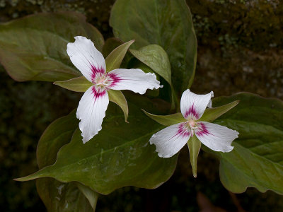 Painted Trillium