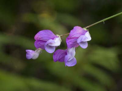 Marsh Vetchling