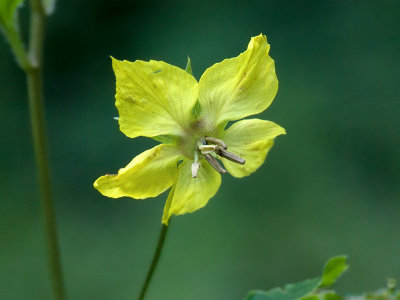 Fringed Loosestrife