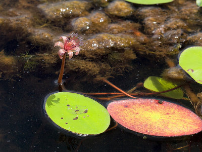 Water Shield