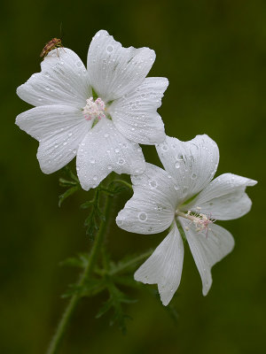 Musk Mallow