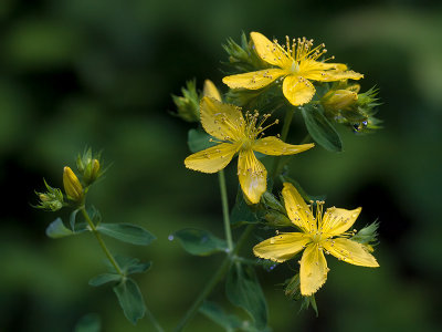 Common St. Johnswort