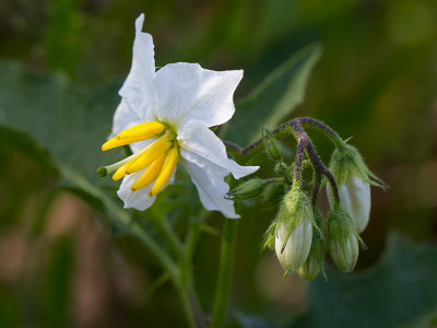 Horse Nettle