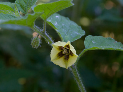 Clammy Ground Cherry