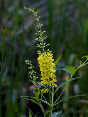 Yellow Loosestrife