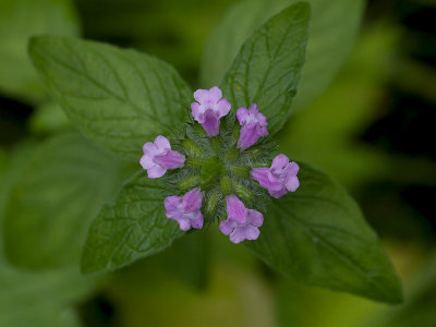 Wild Basil