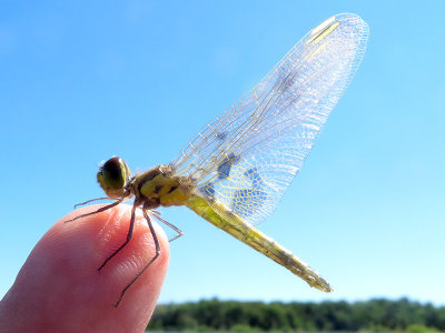 Teneral Calico Pennant on my finger