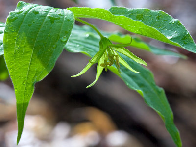 Yellow Fairy Bells