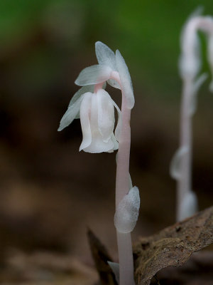 Indian Pipe