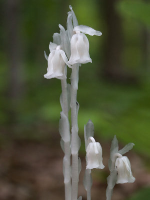 Indian Pipe