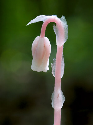 Indian Pipe