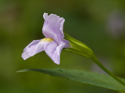 Square-stemmed Monkey-flower