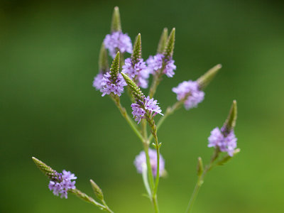 Blue Vervain