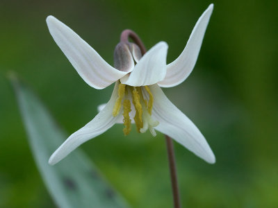 White Dogtooth Violet