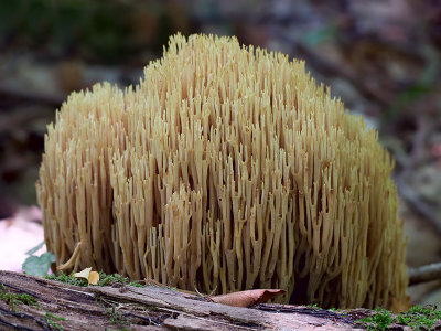 Straight-branched Coral Fungus