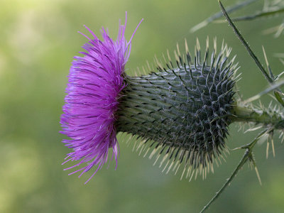 Bull Thistle