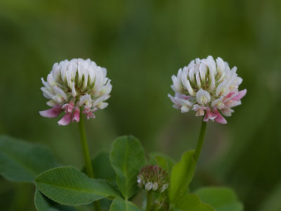 Alsike Clover