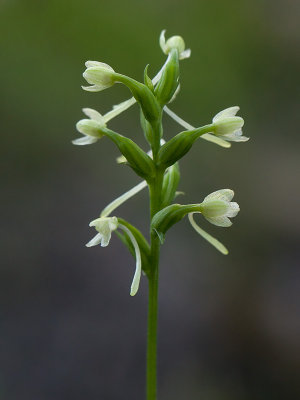 Club Spur Orchid