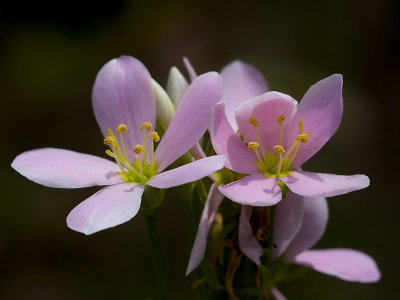 Rose Pink