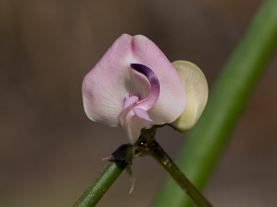 Trailing Wild Bean